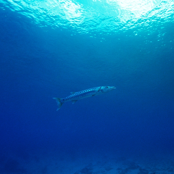 sMarkLewis-62462.022