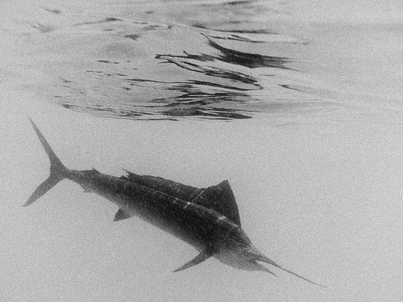 w.MarkLewis-0743trst